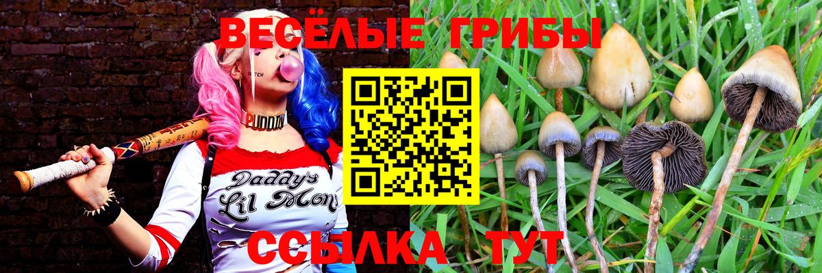 Черкесск  где купить наркоту  Псилоцибиновые грибы Psilocybine cubensis  Вход с VPN  Галлюциногенные грибы Magic Shrooms 